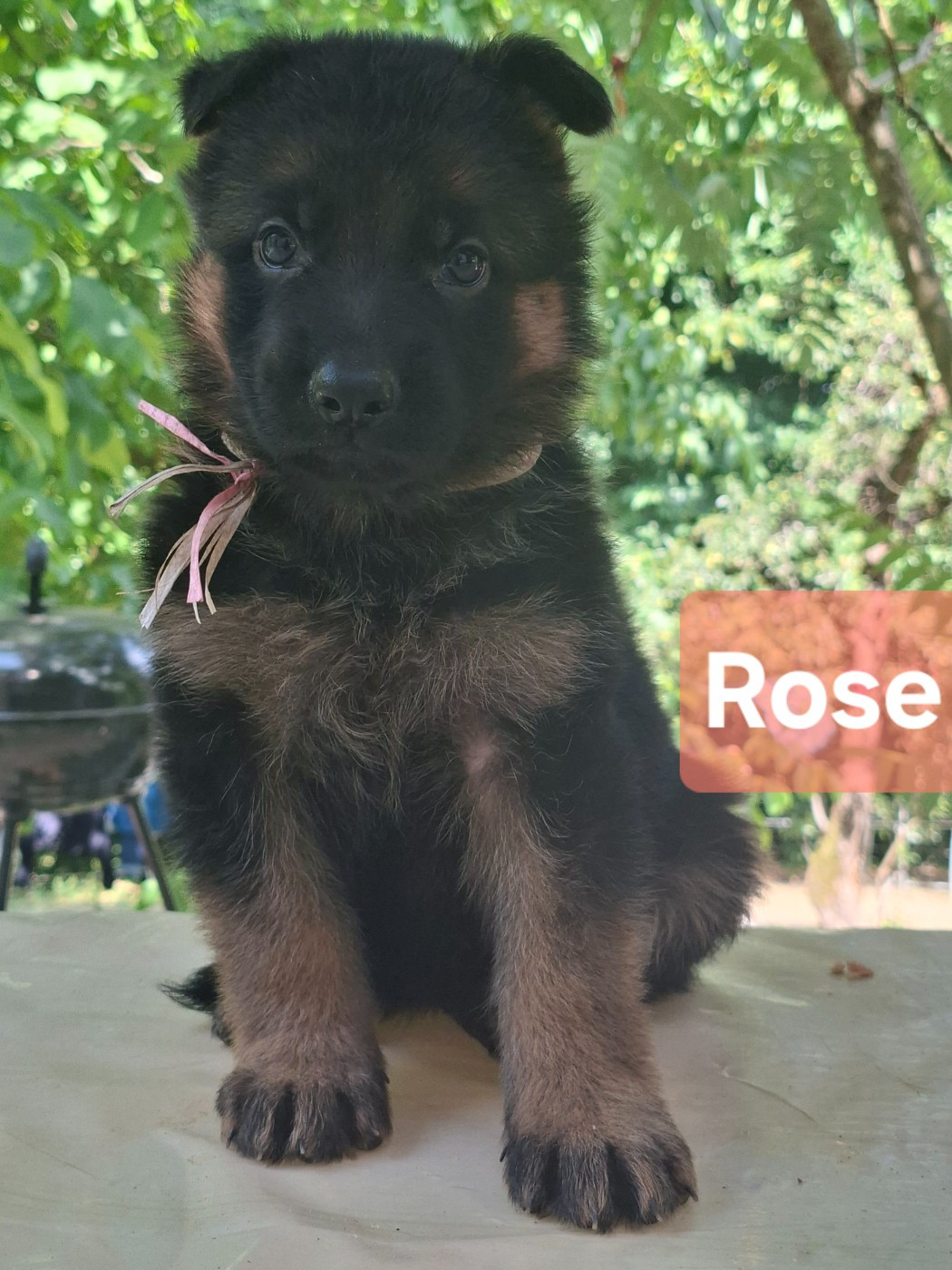 De La Plaine Vourloise - Chiots disponibles - Berger Allemand