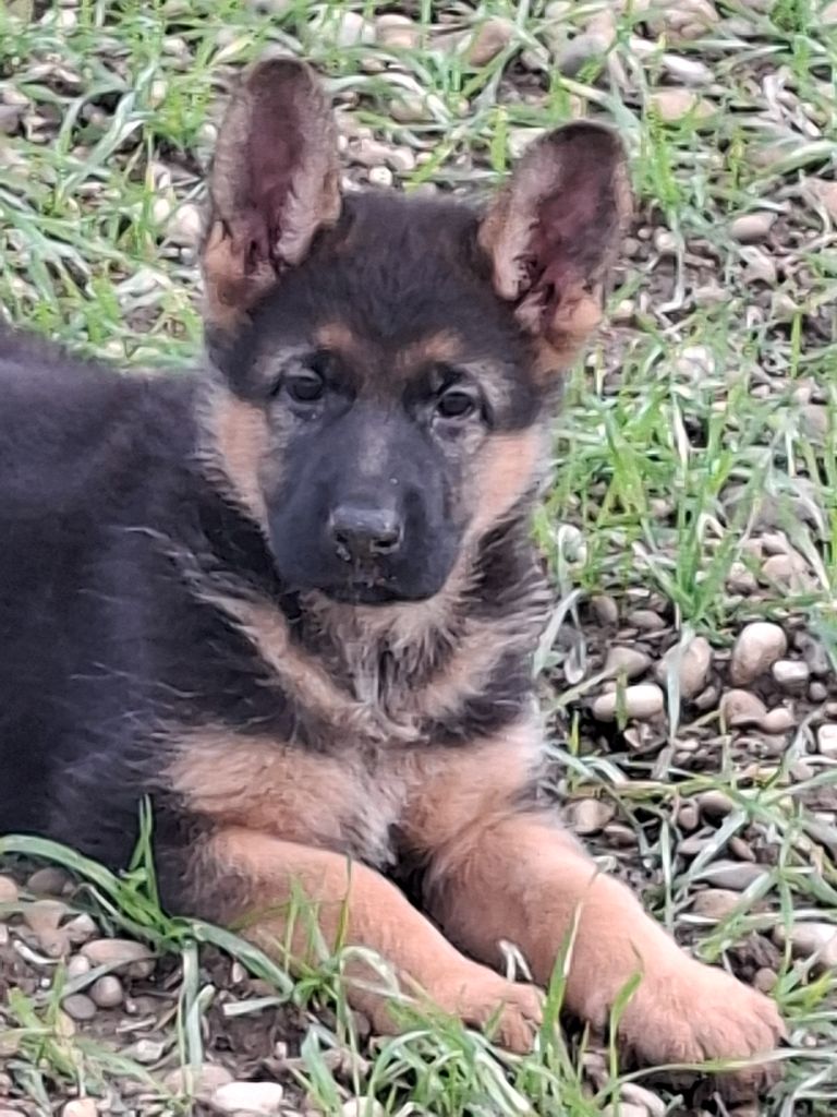 De La Plaine Vourloise - Berger Allemand - Portée née le 05/10/2025