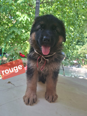 BERYL rouge