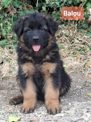 BALOU