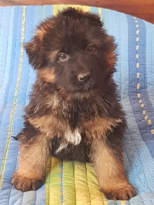 CHIOT collier saumon